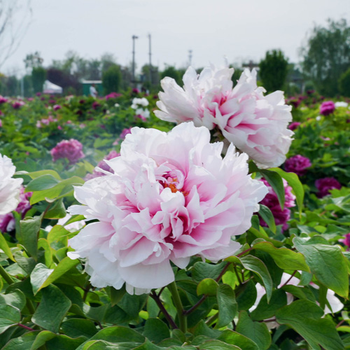 牡丹品种展示