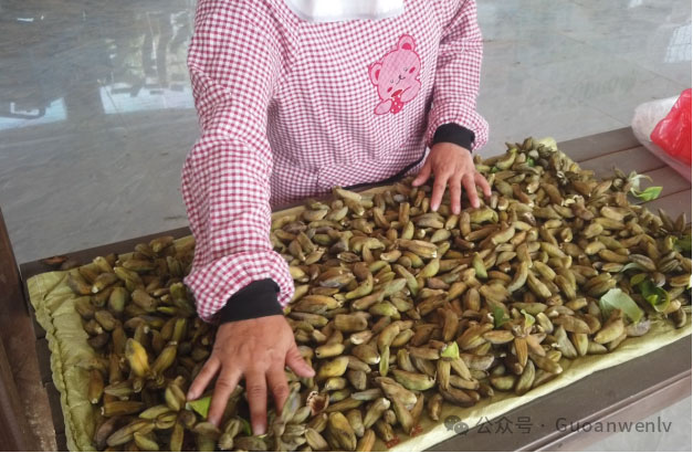 匠心育芳华 | 冠宇牡丹园新品种培育工作全面开花！