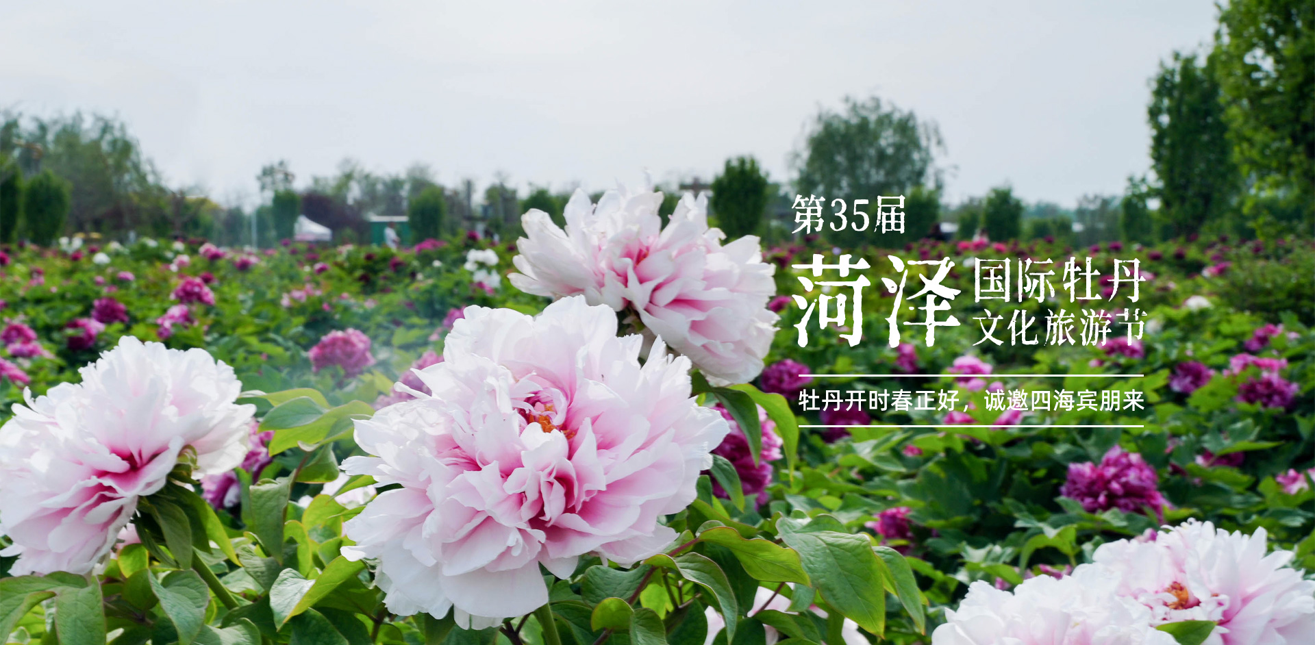 菏泽冠宇牡丹园
